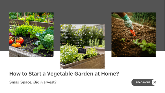 vegetable-garden-at-home