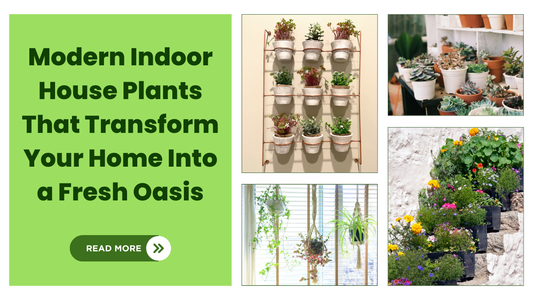 modern-indoor-house-plants
