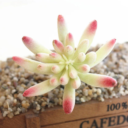 Artifical Plastic Succulent Plant