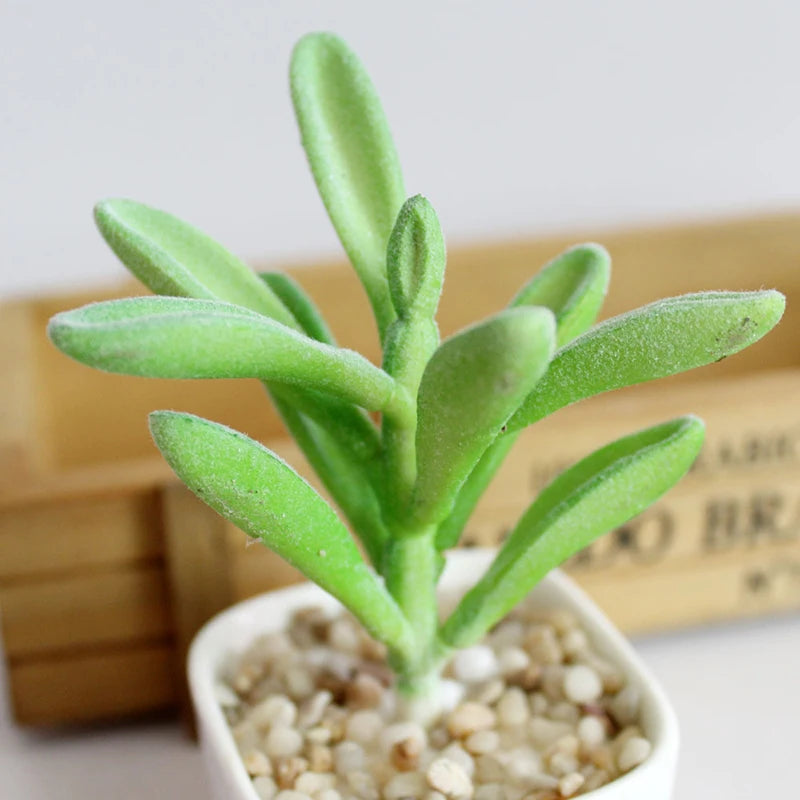 Artifical Plastic Succulent Plant