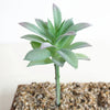 Agave